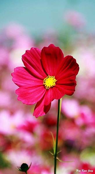 市場調查.客源開發.通路規劃.產品研發.工作,勞保請加入桃園 市場調查.客源開發.通路規劃.產品研發.工作,勞保請加入桃園