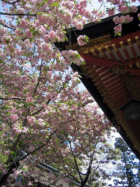 鹽釜神社：櫻花與紅瓦.jpg