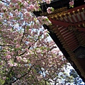 鹽釜神社：櫻花與紅瓦.jpg