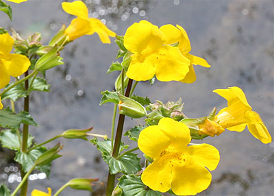 Mimulus.jpg