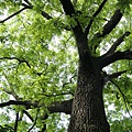 Black_Walnut_Tree.jpg