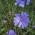 chicory1233010763.jpg