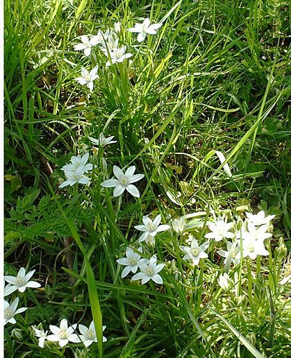 star-of-bethlehem.jpg