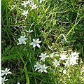 star-of-bethlehem.jpg