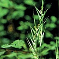 wild oat