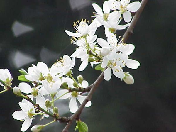 cherry plum