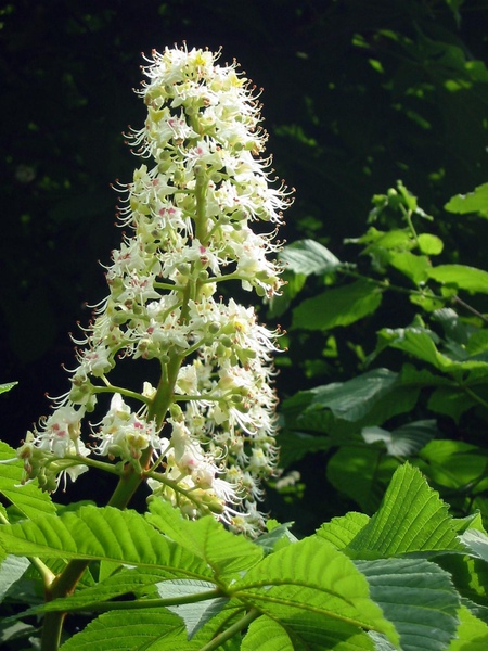 white chestnut