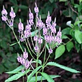 vervain