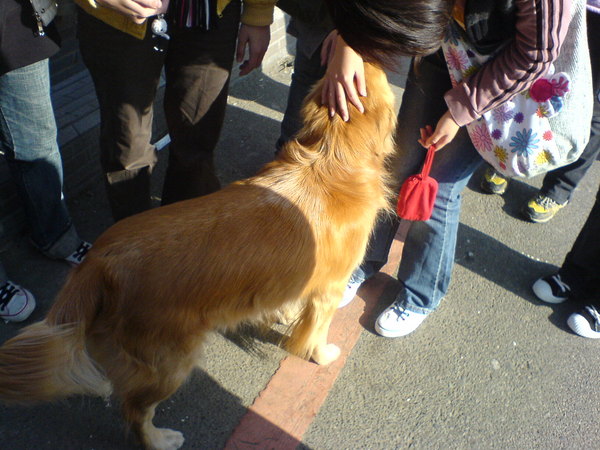 黃金大犬