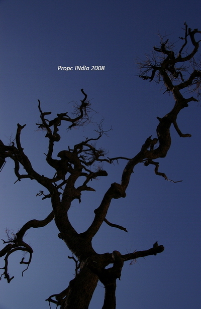 PropcINdia 48.JPG PropcINdia 48.JPG