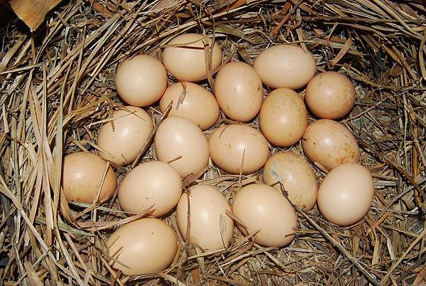 eggs-1696310_960_720.jpg eggs-1696310_960_720.jpg