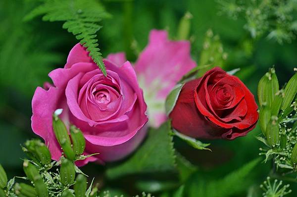 roses-208980_1280.jpg