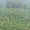 金針山