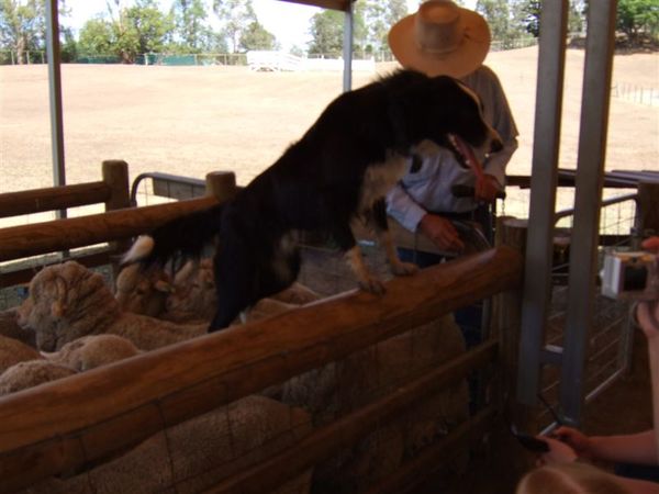 Dog Sheep Show