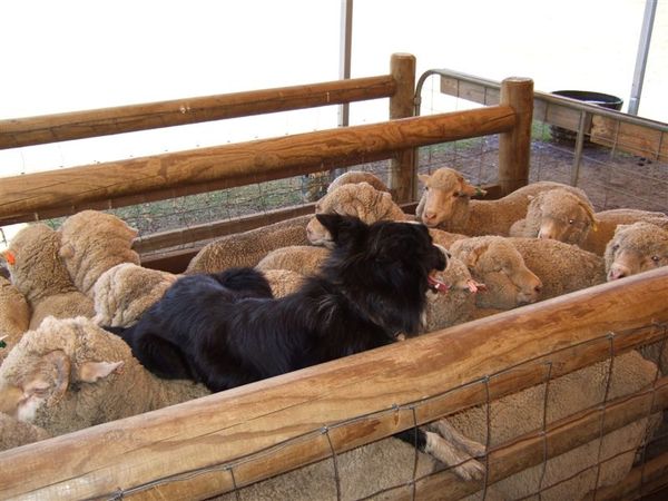 Dog Sheep Show