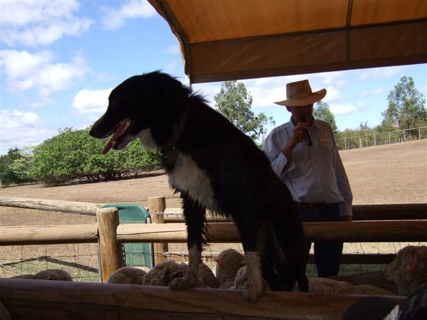 Dog Sheep Show