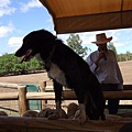 Dog Sheep Show