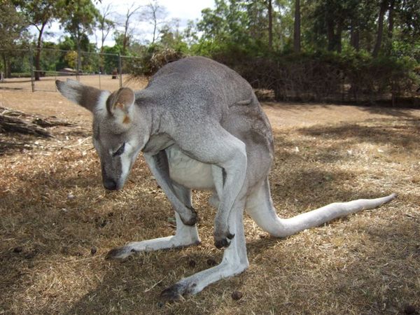 Kangaroo