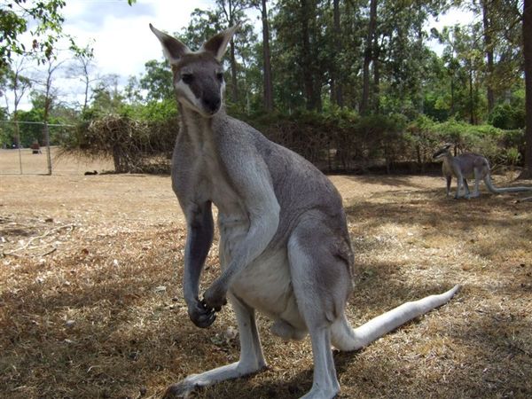 Kangaroo