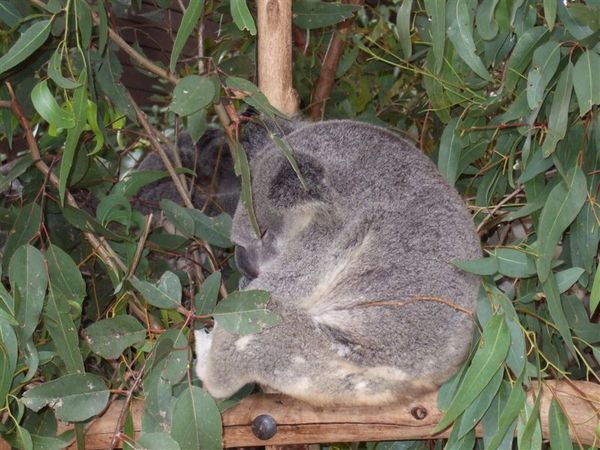 Koala