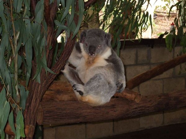 Koala