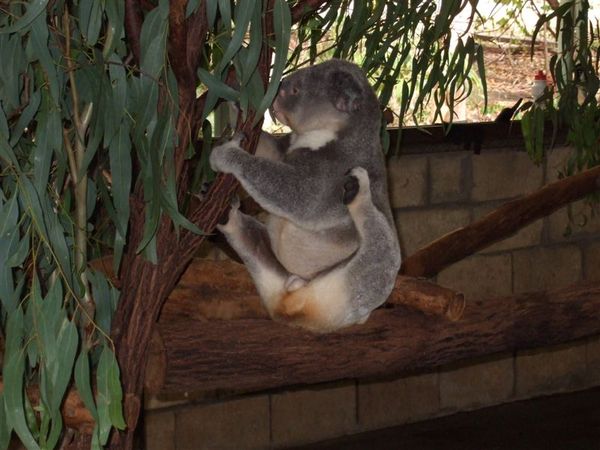 Koala