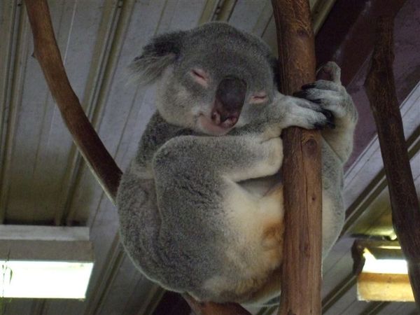 Koala