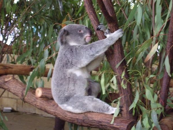 Koala