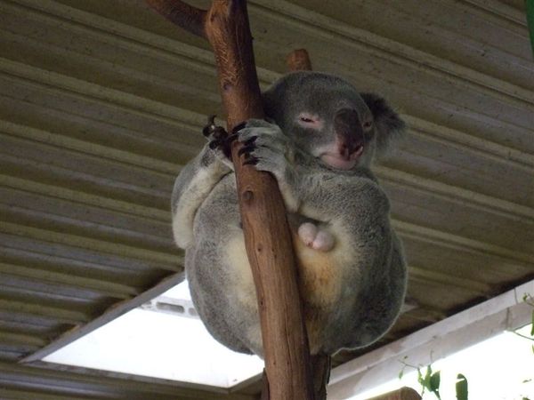 Koala