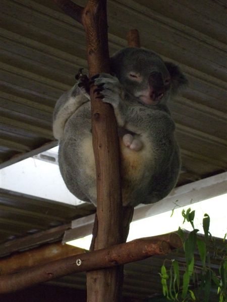 Koala