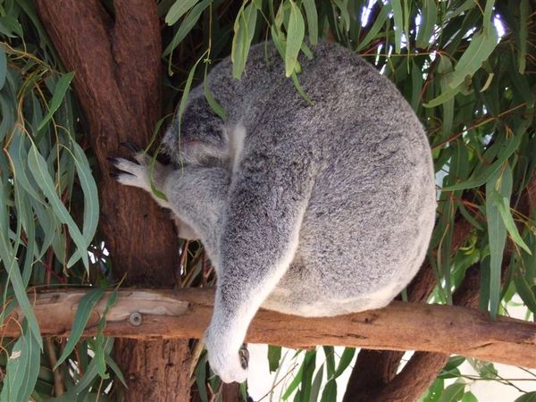 Koala