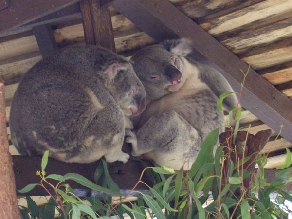 Koalas