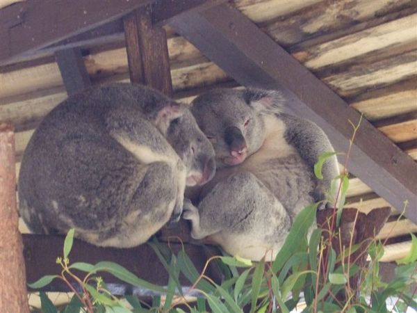 Koalas