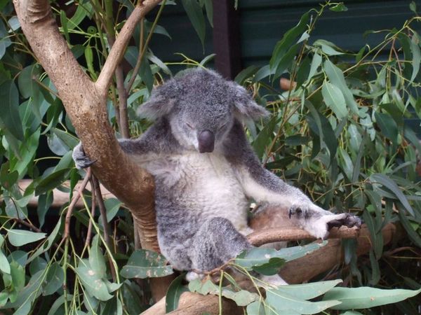 Koala