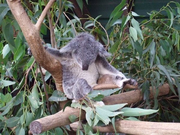 Koala