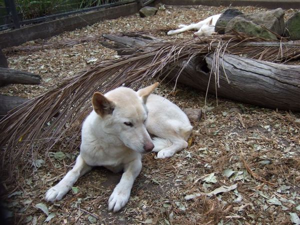 Dingo(澳洲野狗)