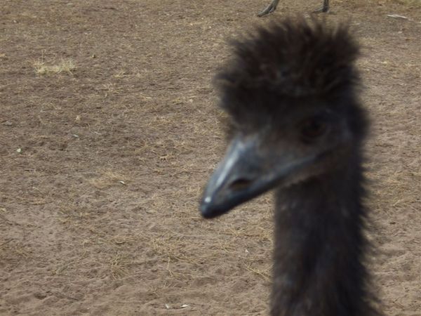 Emu (食火鳥)