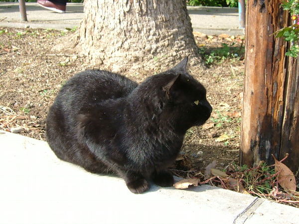 城內的黑貓﹣我在日本遇見的第一隻貓
