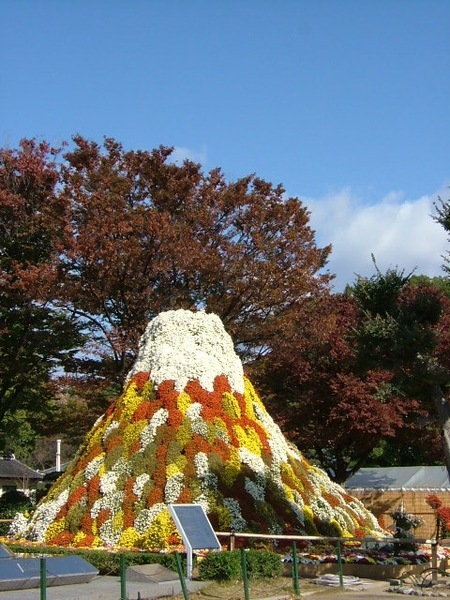 用菊花堆成的富士山