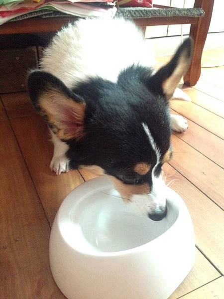 IMG_6068.JPG IMG_6068.JPG