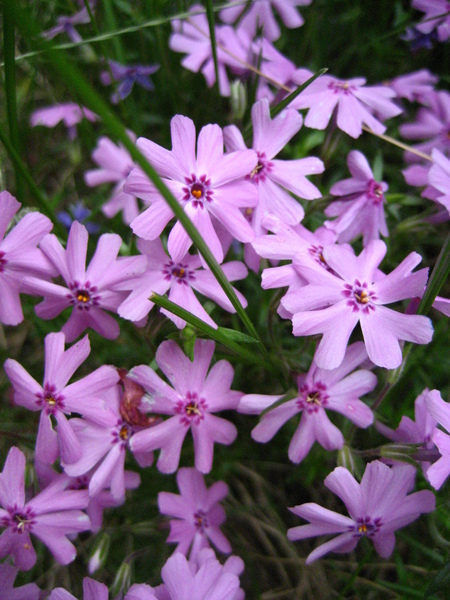 漂亮的紫花
