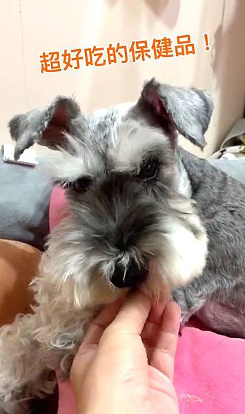 【真實分享】狗癱瘓、後腿無力:Momo吃超級黑酵母(體力、皮 【真實分享】狗癱瘓、後腿無力:Momo吃超級黑酵母(體力、皮