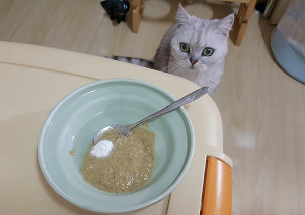 【真實分享】老貓QQ吃酵素益生菌(便便、幫助消化) 【真實分享】老貓QQ吃酵素益生菌(便便、幫助消化)