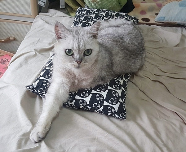 【真實分享】老貓QQ吃酵素益生菌(便便、幫助消化) 【真實分享】老貓QQ吃酵素益生菌(便便、幫助消化)