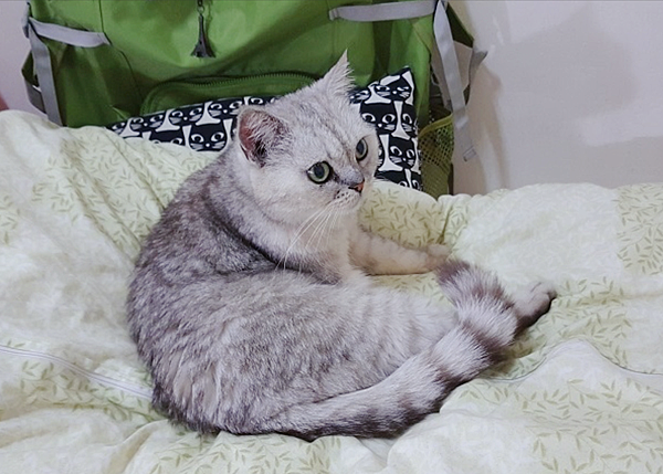 【真實分享】老貓QQ吃酵素益生菌(便便、幫助消化) 【真實分享】老貓QQ吃酵素益生菌(便便、幫助消化)