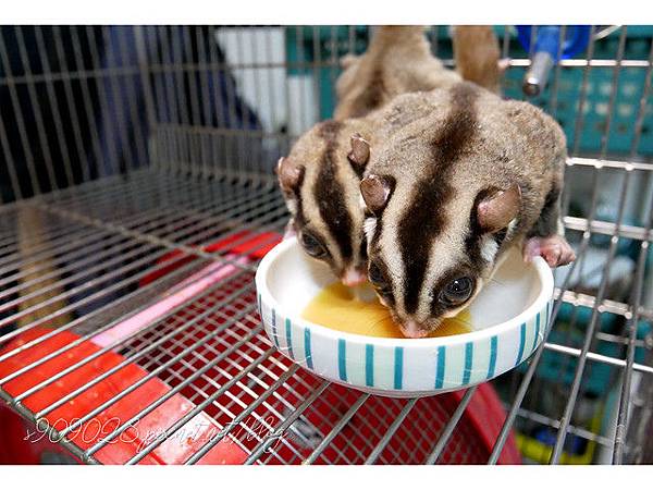 【真實分享】蜜袋鼯:蜜寶吃超級黑酵母(毛孩保健) 【真實分享】蜜袋鼯:蜜寶吃超級黑酵母(毛孩保健)