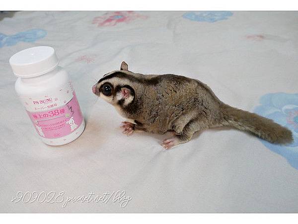 【真實分享】蜜袋鼯:蜜寶吃超級黑酵母(毛孩保健) 【真實分享】蜜袋鼯:蜜寶吃超級黑酵母(毛孩保健)