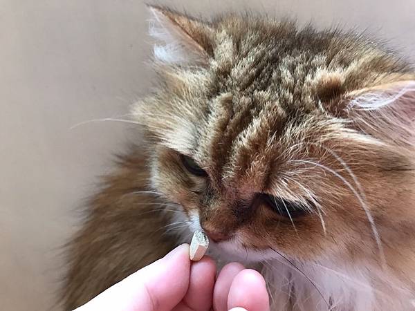 【真實分享】貓胃口不好:優果吃超級黑酵母(老貓照護、促進食慾 【真實分享】貓胃口不好:優果吃超級黑酵母(老貓照護、促進食慾