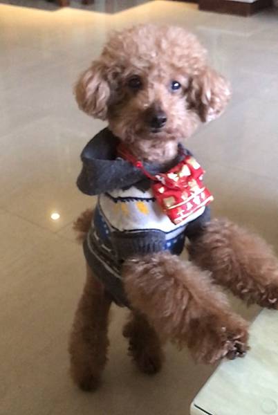 【真實分享】辜辜吃寵樂腎(腎臟保健) 【真實分享】辜辜吃寵樂腎(腎臟保健)