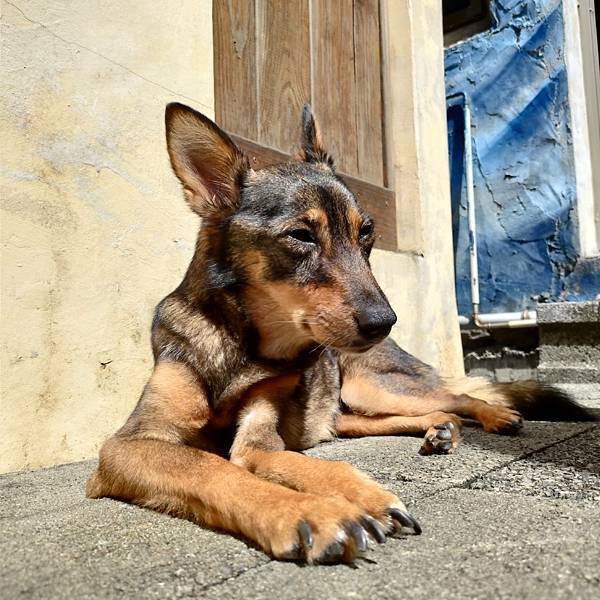 【真實分享】狗狗腫瘤照護(黑色素瘤):旺財吃久益生(維持精氣